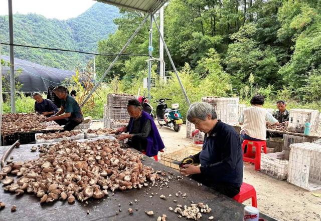 媒体基层行 人保助振兴